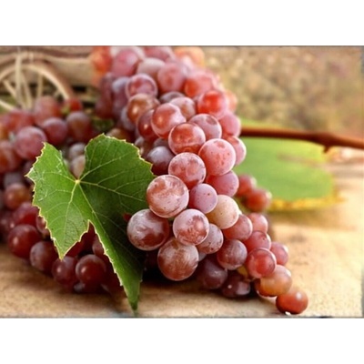 Vinič stolový Swenson Red, kvetináč 2 l