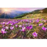DIMEX ART Флизелинов фототапет минзухари през пролетта 375 x 250 см