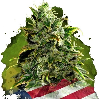 Nirvana Auto Blue Dream semienka neobsahujú THC 10 ks