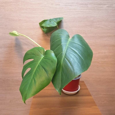 Monstera Deliciosa