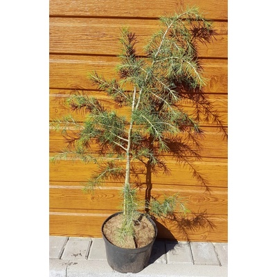 Céder himalájsky (Cedrus deodara) veľkosť 60-90cm