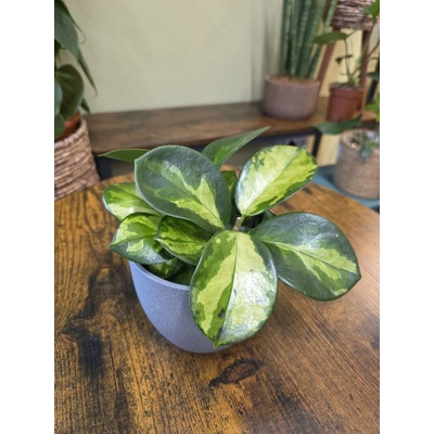 Hoya Carnosa Tricolor