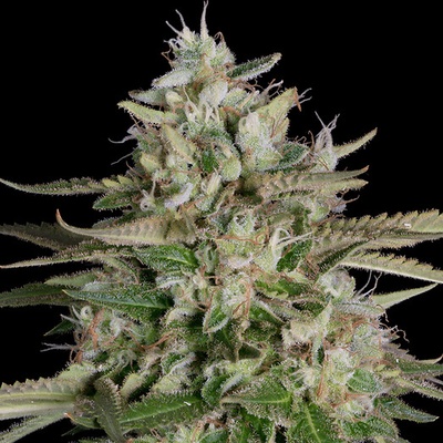 Big Head Seeds Gnasha semienka neobsahujú THC 10 ks