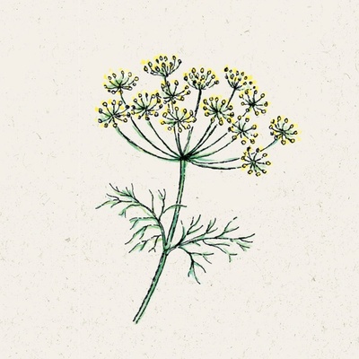 Jora Dahl Kôpor Anethum Graveolens 1 bal.