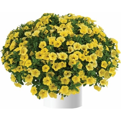 Minipetúnia Million Bells Colibri Yellow Canary