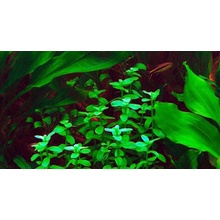 Bacopa madagascarienses