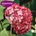 Proven Winners® Ruby Annabelle® - Хортензия arborescens - Proven Winners®
