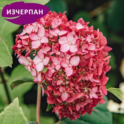 Proven Winners® Ruby Annabelle® - Хортензия arborescens - Proven Winners®