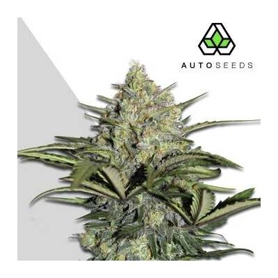 Auto Seeds Gorilla Glue AUTO semena neobsahují THC 5 ks