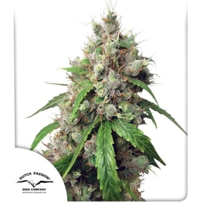 Dutch Passion AUTO Euforia semena neobsahují THC 100 ks