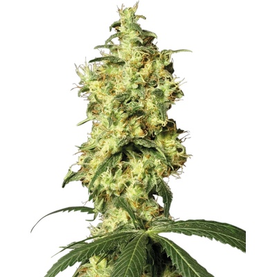 White Label White Widow Automatic semienka neobsahujú THC 10 ks