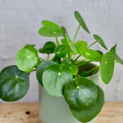 Pilea peperomioides