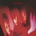 CURE: PORNOGRAPHY LP