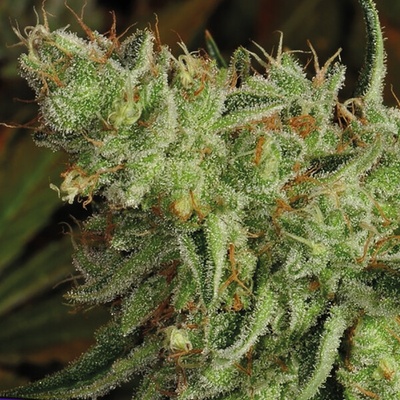 Anesia Seeds Sour Apple semienka neobsahujú THC 10 ks