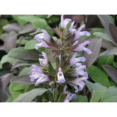 Šalvia lekárska Purpurascens