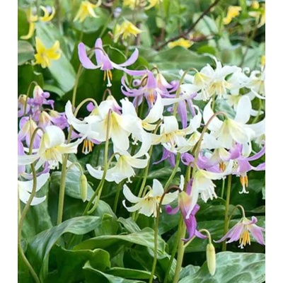 Kandík směs Erythronium cibule kandíku 3 ks