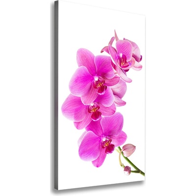 Vertikálny foto obraz na plátne Ružová orchidea 50x100 cm