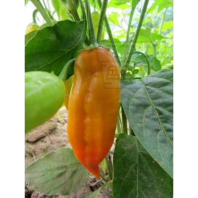 Семена от бели люти чушки сорт "Пазар Донг Сан" (Dong Xuan Market White) 15 бр (208168)