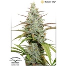 Dutch Passion Mokum’s Tulip semena neobsahují THC 10 ks