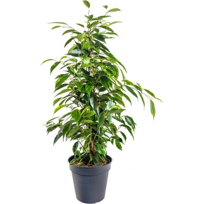 Fíkus, Ficus benjamina Anastasia, zeleno - žlutý, průměr květináče 14 cm