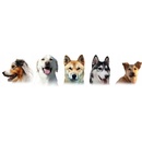 VetExpert Puppy Shampoo Šampon pro štěňata a koťata 250 ml