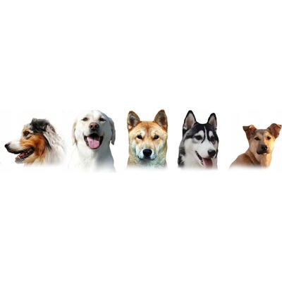 VetExpert Puppy Shampoo Šampon pro štěňata a koťata 250 ml