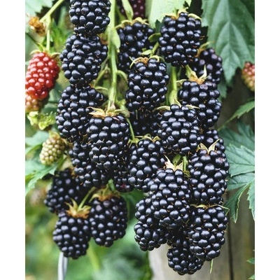 Ostružina BIO beztrnná 'Black Satin' FloraSelf Floralie Gardening with kids květináč Ø 13 cm
