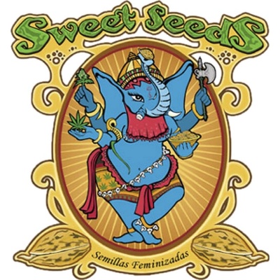 Sweet Seeds Terp Explosion Mix semienka neobsahujú THC 4 ks