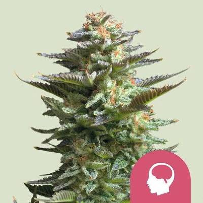 Royal Queen Seeds Amnesia Haze semena neobsahují THC 10 ks