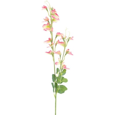 Hrachor vonný - Lathyrus odoratus růžový V69 cm (N958257)