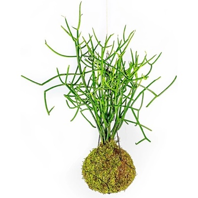 Gardners Kokedama Euphorbia tirucalli (L) Pryšec kostival 1 ks