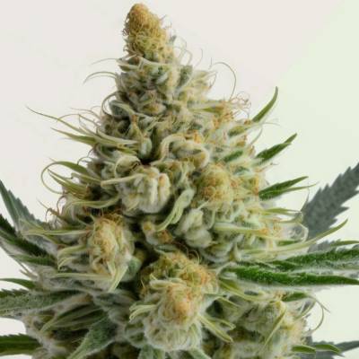 Kera Seeds Bubblegum AUTO semena neobsahují THC 5 ks