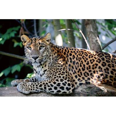 DIMEX ART Флизелинов фототапет цейлонски леопард 375 x 250 см