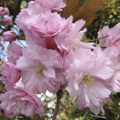 Sakura, okrasná čerešňa FloraSelf Prunus serrulata 'Kanzan' výška 125-150 cm kvetináč 18 l