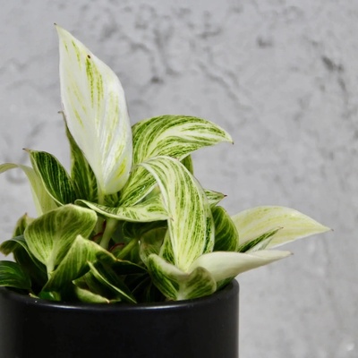 Philodendron Peridot baby