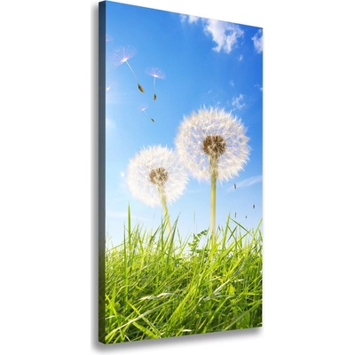 Vertikálny foto obraz na plátne Púpavy na lúke 50x100 cm