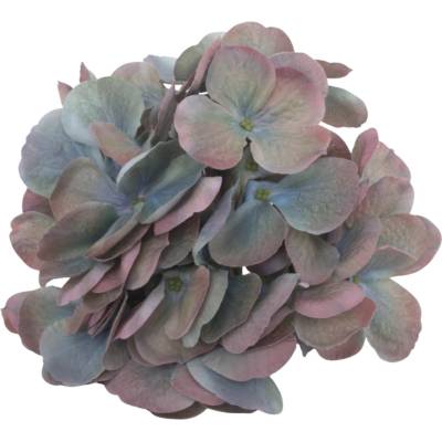 HORTENZIA hlava 16cm KRÉMOVO-FIALOVÁ