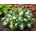 Hosta Hans