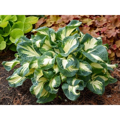 Hosta Hans - Funkia, kont. 1 l