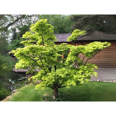 Javor japonský 'Aureum' na 40-50 cm kmienku, výška 60-90 cm, kvetináč 2 l