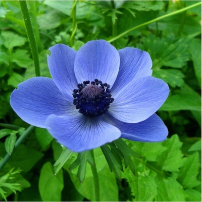 Sasanka Mr. Fokker - Anemone coronaria - hľuzy sasaniek - 3 ks