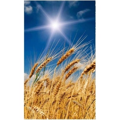 DIMEX ART Флизелинов фототапет пшенично поле 150 x 250 см