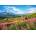 Castorland - Puzzle Hall Gąsienicowa, Tatra, Poland - 1 000 piese