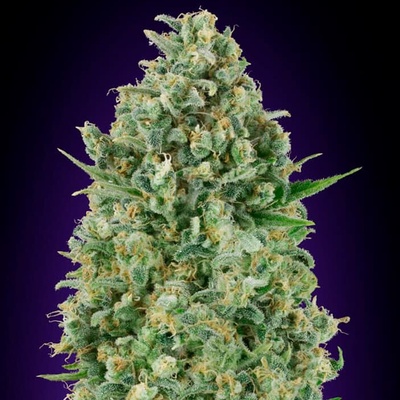 00 Seeds Bank Critical Poison semienka neobsahujú THC 100 ks
