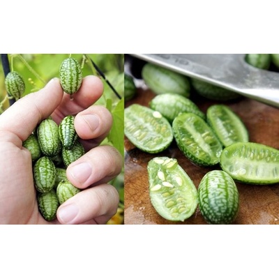 CUCA MELON (MELOTHRIA SCABRA) – POPÍNAVÉ OKURKOVÉ MINI MELOUNKY / 5 SEMEN/
