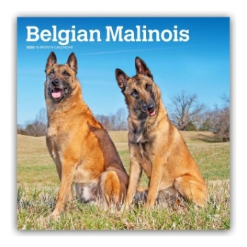 Browntrout Verlags GmbH Belgian Malinois 2026 - 16-Monatskalender