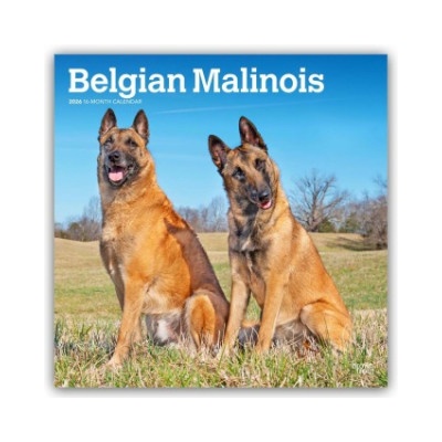 Browntrout Verlags GmbH Belgian Malinois 2026 - 16-Monatskalender | BrownTrout Publishers Inc