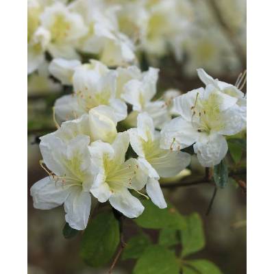 Agarden Azalka 'Persil'
