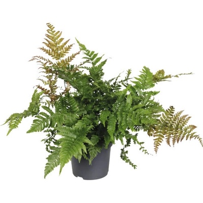Papraď FloraSelf Dryopteris 'Koidzumiana' kvetináč Ø 14 cm