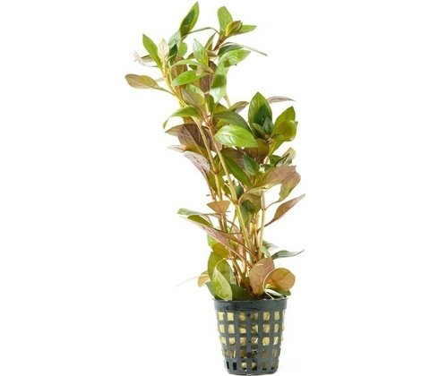 Ludwigia repens